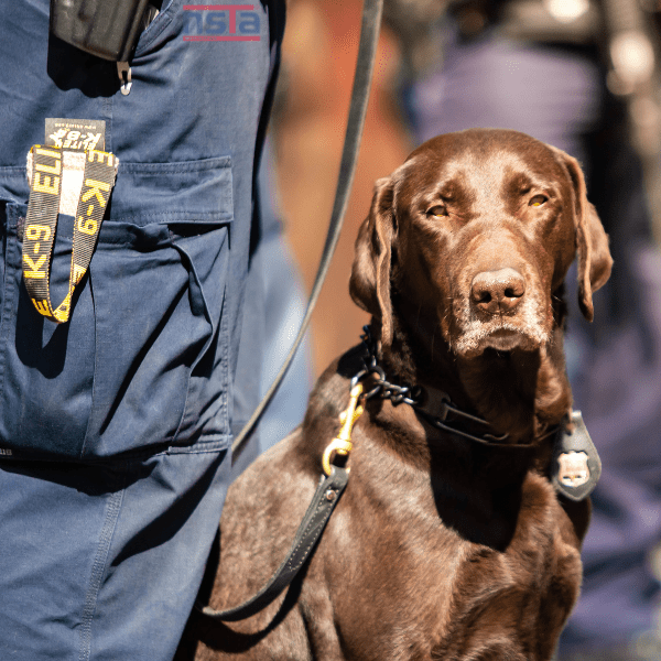 Security Dog Handler Training at NSTA Hillcrest, Queensland