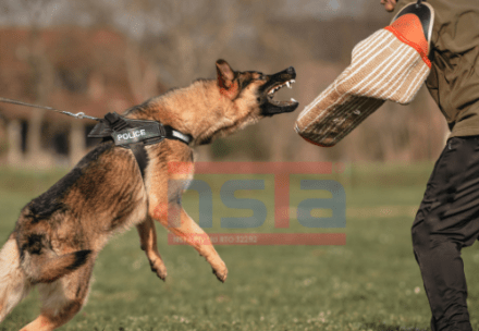 K9 Training Brisbane with NSTA Hillcrest