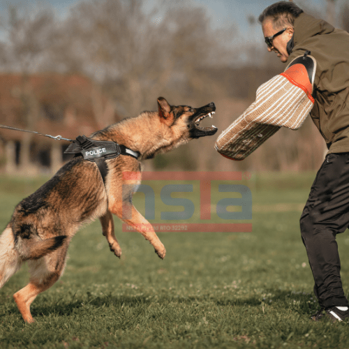 K9 Training Brisbane with NSTA Hillcrest