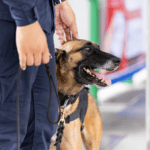 Trainee practicing with security dog during NSTA Hillcrest's Security Canine Handlers Course in Brisbane